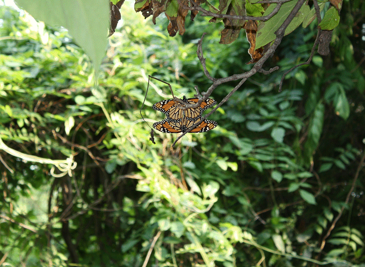 Mating Monarch Butterflies